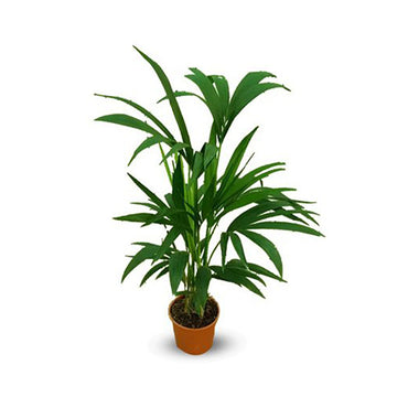 Kentia palm